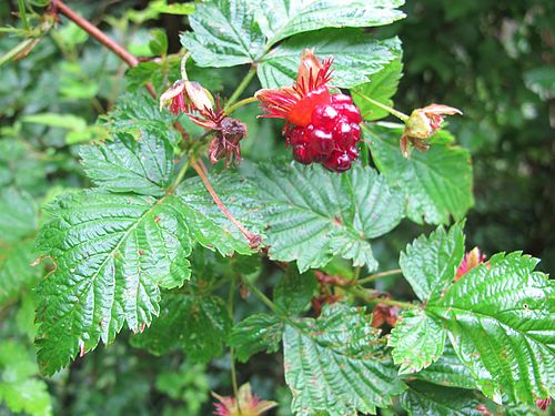 rubus spectabilis